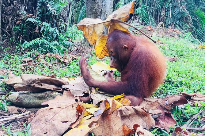 Wildlife & Wonders: Orang Utan Island + Perak Cave Temple Tour - Should you book the Orang Utan Island and cave temple tour?